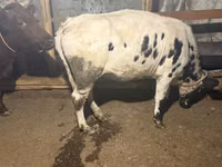 母牛, Russian Black pied cattle — 照片 2