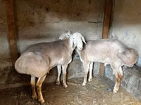Qoʻy, Arashan sheep — 1-rasm