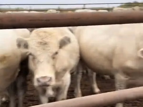 公牛, Swiss cattle — 哈萨克斯坦