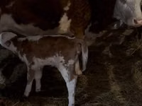 母牛, Simmental cattle — 照片 1