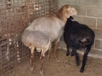 Ram, Rhon sheep — photo 2
