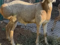 Widder, Arashan sheep — Foto 6