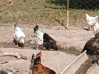 Chickens — photo 8
