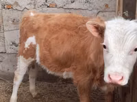 公牛, Simmental cattle — 照片 1