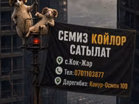 Баран, Рёнская овца — фото 1