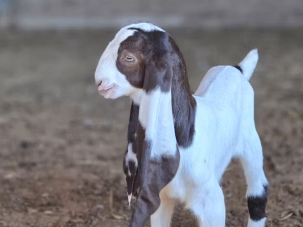 Ziege, Kamori goats