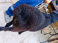 Widder, Hissar sheep — Foto 3