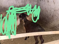 Schaf, Edilbay sheep — Foto 1