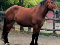 Yegua, Caballos — foto 4