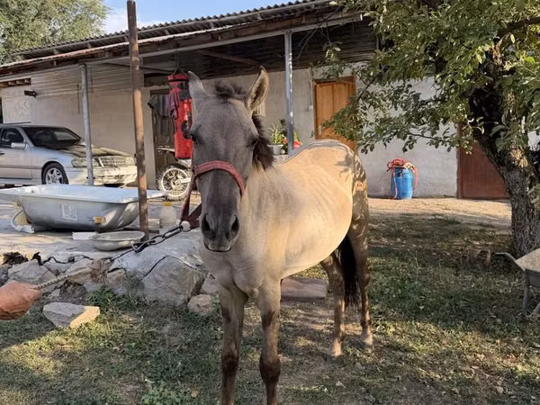 حصان, Tiger horse