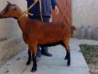 Ziege, Alpine goat — Foto 2