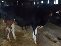 गाय, गोलस्टीन नस्ल — फ़ोटो 1