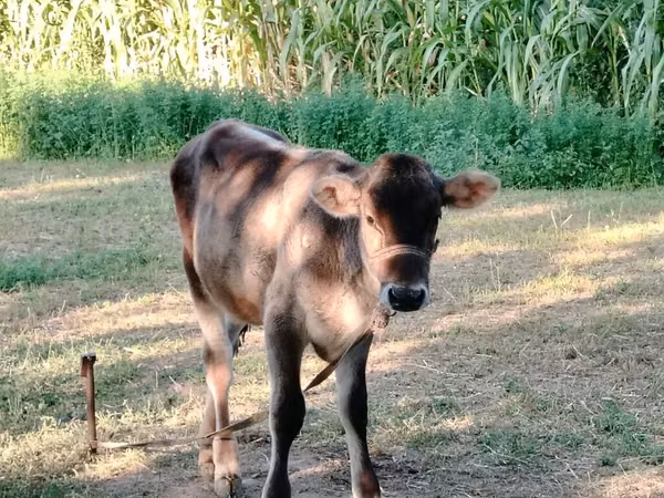 Toro, Simmental cattle