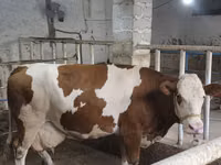 सांड, Simmental cattle — फ़ोटो 6
