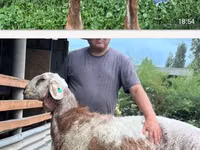 Oveja, East Friesian Dairy sheep — foto 1