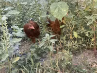 Chickens — Foto 3