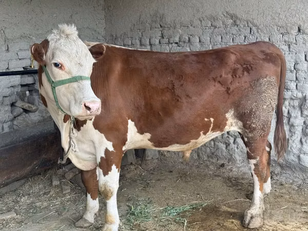 公牛, Simmental cattle — 乌兹别克斯坦