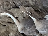 Turkeys — 照片 4
