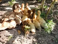 Hausente — Foto 1