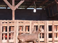 Cabra, Nubian Goat — foto 1