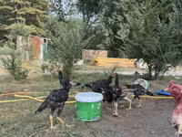 Chickens — Foto 3