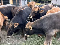 Бұқа, Swiss cattle — 3-сурет
