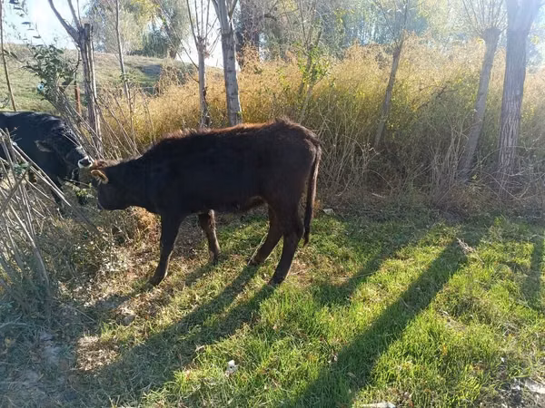 Cow, Cattle