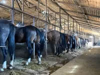Caballos (lote, sexo no especificado), Caballos — foto 1