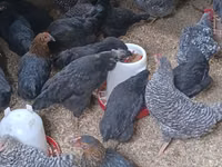 Australorp — 1-rasm