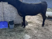 Vaca, Aberdeen-Angus — foto 2