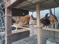 Chickens — Foto 1
