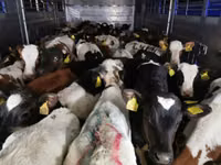 Bulle, Simmental cattle — Foto 5