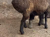 Ram, Edilbay sheep — photo 6