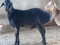 Widder, Arashan sheep — Foto 1
