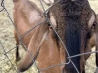 Ziege, Nubian Goat — Foto 3