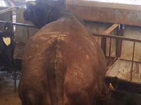 母牛, Swiss cattle — 照片 3