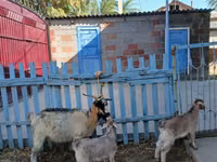 Cabra, Cabras — foto 2