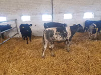 Rinder (Partie, Geschlecht nicht angegeben), Simmental cattle — Foto 3