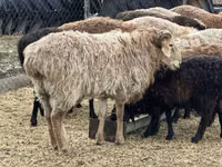 Ram, Sheep — photo 3