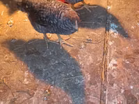 Australorp — 2-rasm