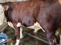公牛, Swiss cattle — 照片 3