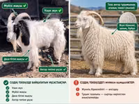 عنزة, Angora goats — الصورة 3