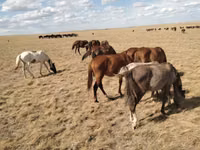 حصان, Kazakh horse — الصورة 1