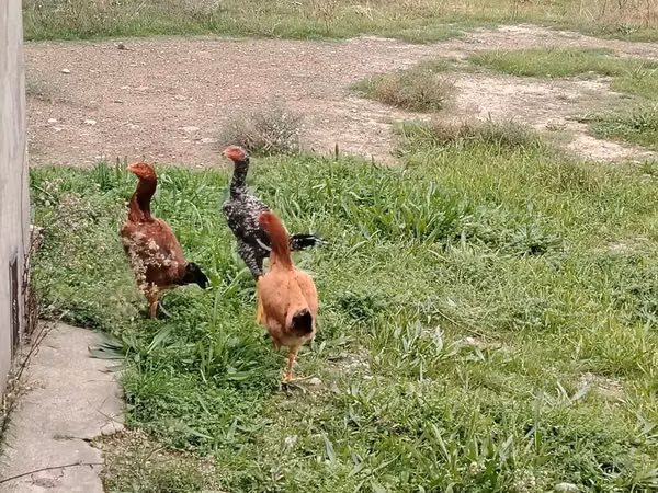 Chickens