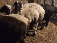 Widder, Qashqai sheep — Foto 6