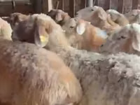 母羊, Sheep — 照片 2
