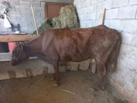Kuh, Latvian Blue cattle — Foto 6