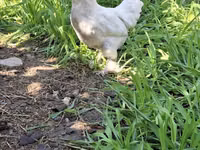 Chickens — الصورة 3