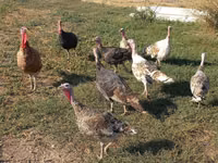 Turkeys — Foto 1