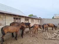 خيول (دفعة، الجنس غير محدد), Kazakh horse — الصورة 2